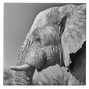 Elephant portret tegeltje