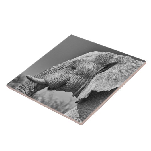 Elephant portret tegeltje (Zijkant)