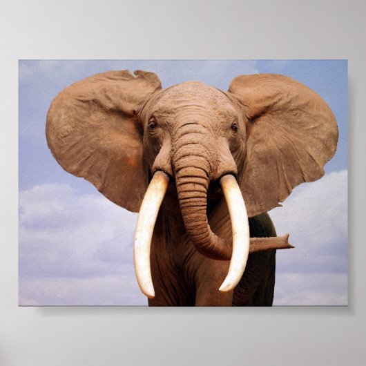 Elephant Poster (Voorkant)