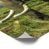 Elephant Poster (Hoek)