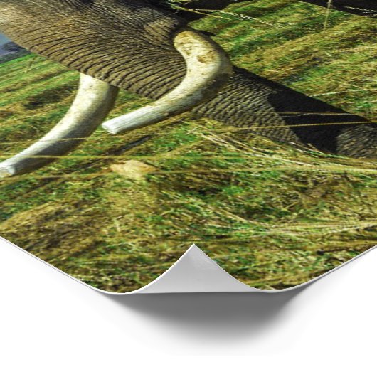 Elephant Poster (Hoek)