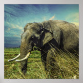 Elephant Poster (Voorkant)