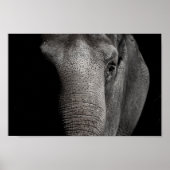 Elephant Poster (Voorkant)