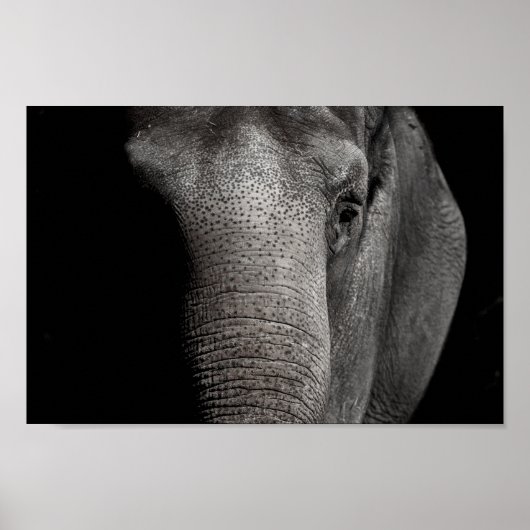 Elephant Poster (Voorkant)
