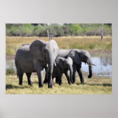 Elephant Poster (Voorkant)