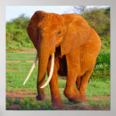 Elephant Poster (Voorkant)