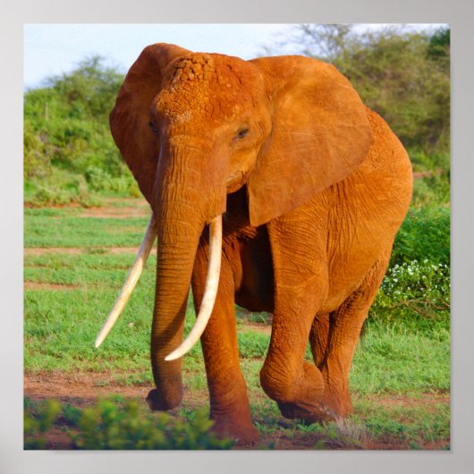 Elephant Poster (Voorkant)