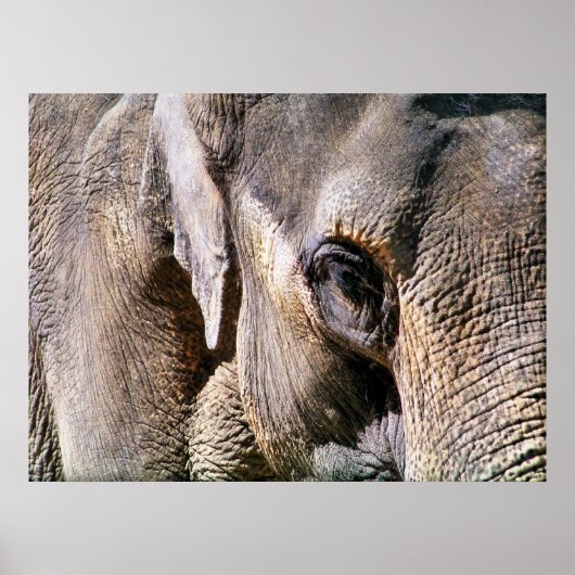 ELEPHANT POSTER (Voorkant)