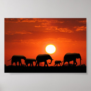 Elephant Poster
