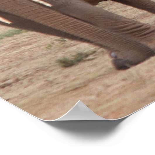 Elephant Poster (Hoek)