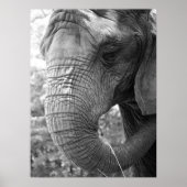 Elephant Poster (Voorkant)
