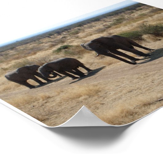 Elephant Poster (Hoek)