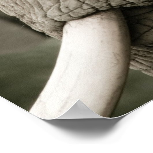 Elephant Poster (Hoek)