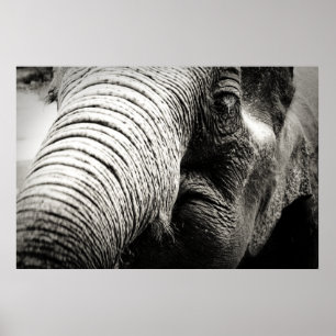 Elephant Poster in zwart-wit