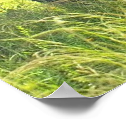 Elephant Posters (Hoek)