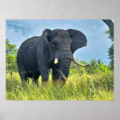 Elephant Posters (Voorkant)
