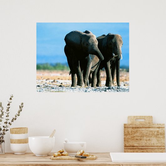 Elephant Posters (Keuken)