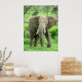 Elephant Posters (Keuken)