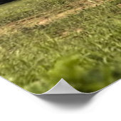 Elephant Posters (Hoek)