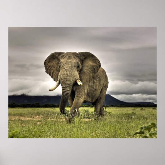 Elephant Posters (Voorkant)