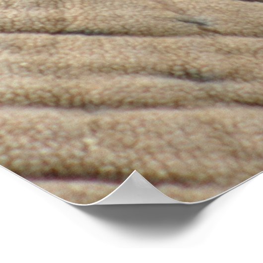 Elephant Posters (Hoek)