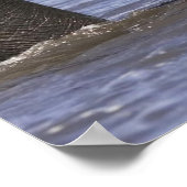 Elephant Posters (Hoek)