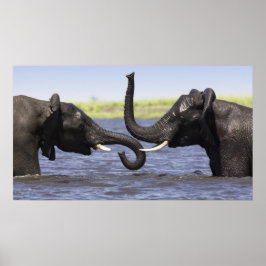 Elephant Posters