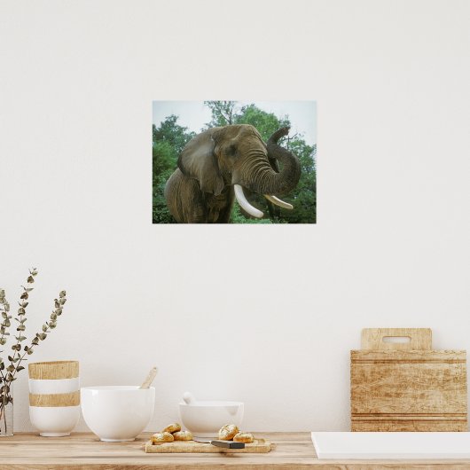 Elephant Posters (Keuken)