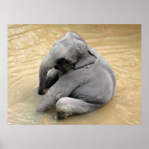 Elephant Posters