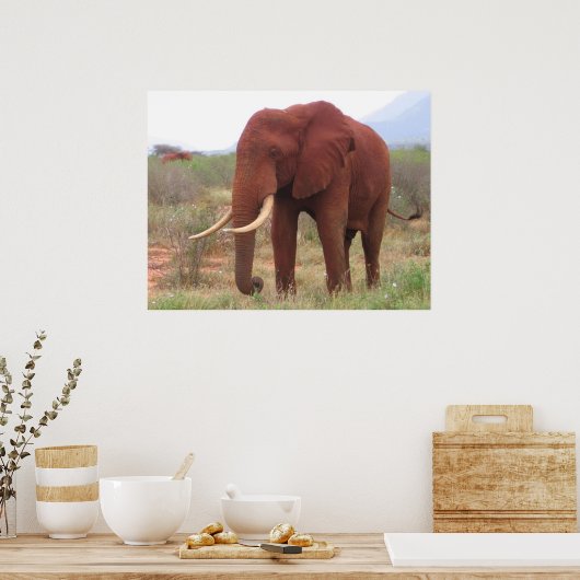 Elephant Posters (Keuken)