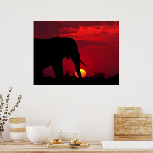 Elephant Posters (Keuken)