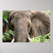 Elephant Print (Voorkant)