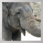 Elephant-printer Poster (Voorkant)