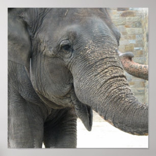 Elephant-printer Poster