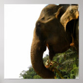 Elephant Profile Poster (Voorkant)