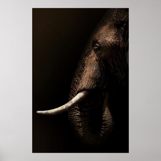Elephant Profile Poster (Voorkant)