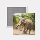 Elephant Refkoelkast Magnet (Voorkant / Achterkant)
