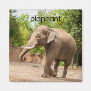 Elephant Refkoelkast Magnet