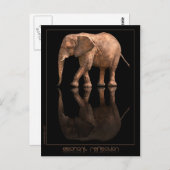 Elephant Reflection Briefkaart (Voorkant / Achterkant)