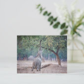Elephant reikend aan Acacia-boom Briefkaart (Staand voorkant)