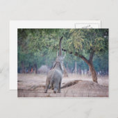 Elephant reikend aan Acacia-boom Briefkaart (Voorkant / Achterkant)