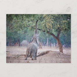 Elephant reikend aan Acacia-boom Briefkaart