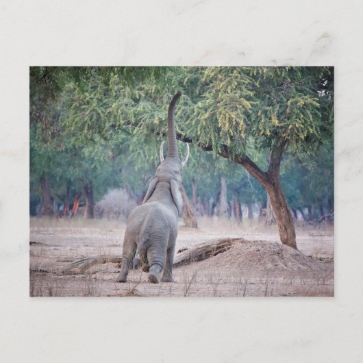 Elephant reikend aan Acacia-boom Briefkaart (Voorkant)