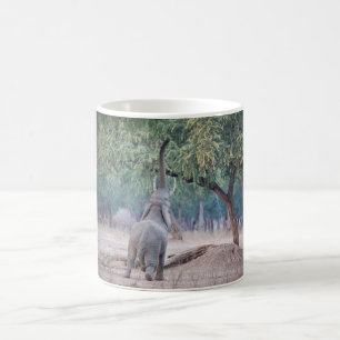 Elephant reikend aan Acacia-boom Koffiemok