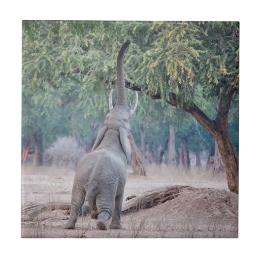 Elephant reikend aan Acacia-boom Tegeltje (Voorkant)