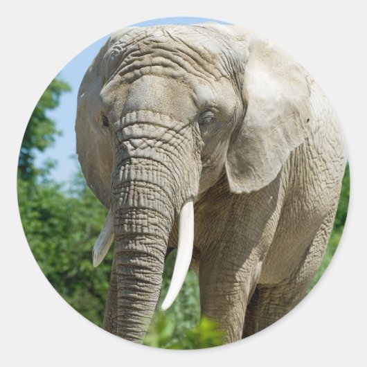 Elephant Ronde Sticker (Voorkant)