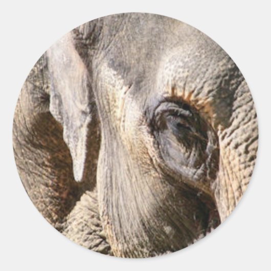 ELEPHANT RONDE STICKER (Voorkant)