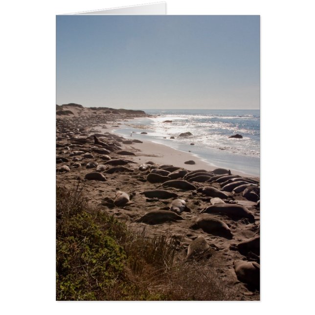 Elephant Seal (Voorkant)