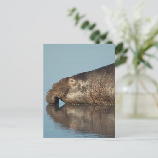 Elephant Seal Briefkaart (Staand voorkant)