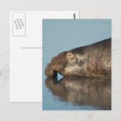 Elephant Seal Briefkaart (Voorkant / Achterkant)